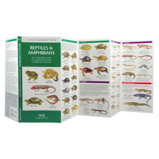 Reptile & Amphibians 